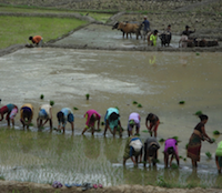 Planting out rice seedlings in the fertile delta flood plains
