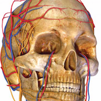 Model of skull showing blood vessels